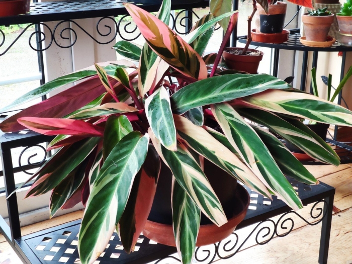 Строманта ктенанта