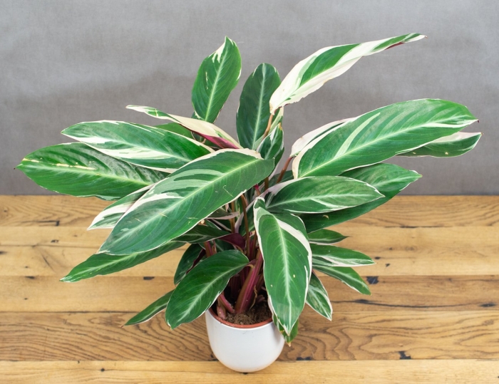 Строманта цветок комнатный