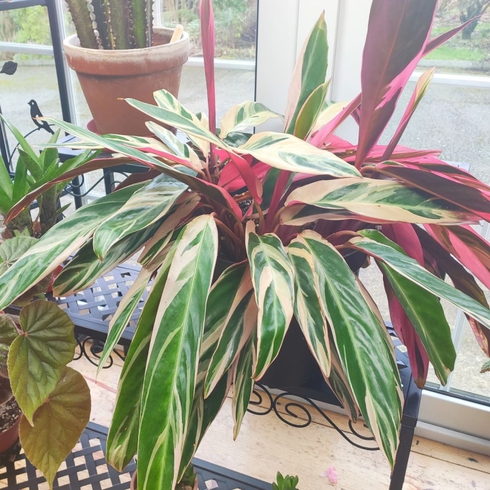 Строманта цветок