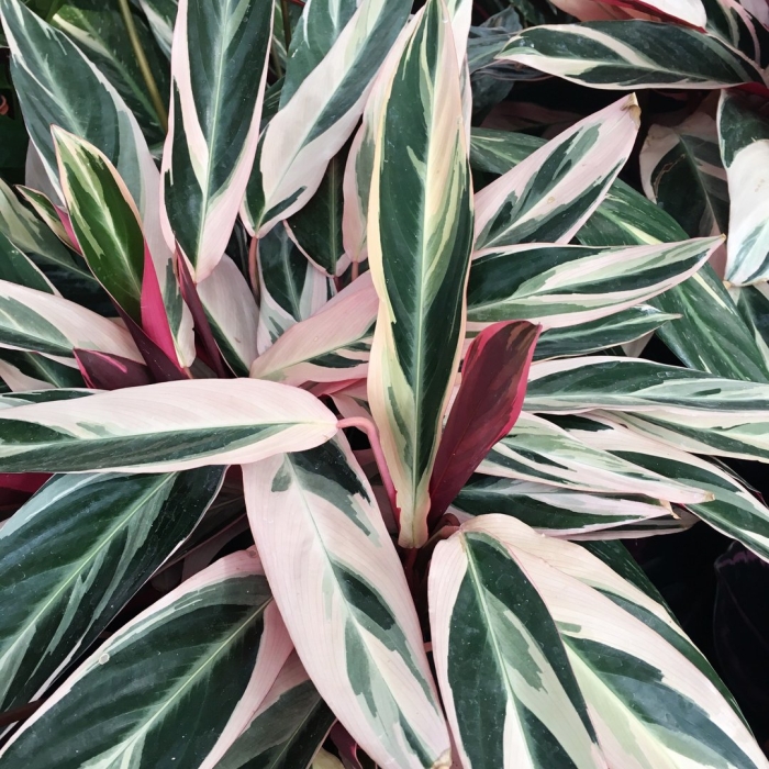 Строманта триостар stromanthe triostar