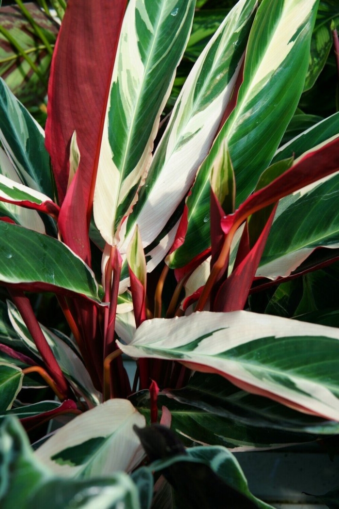 Калатея строманта