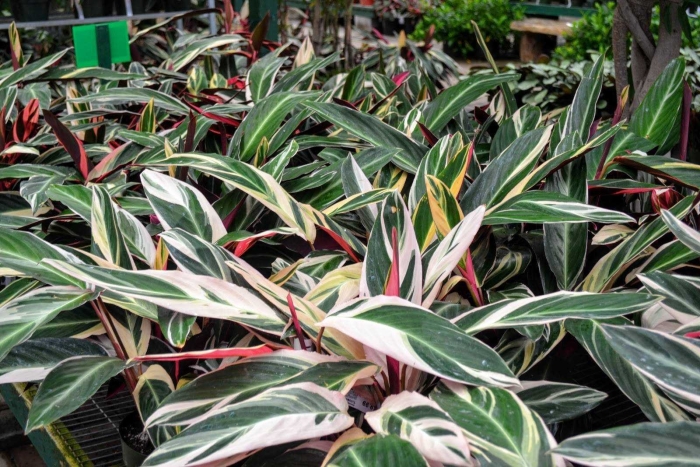 Строманта ктенанта триколор