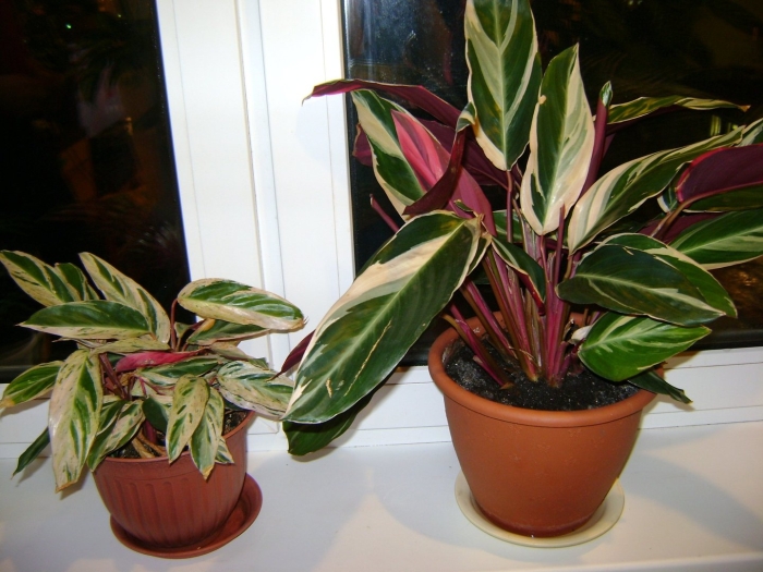 Строманта ктенанта