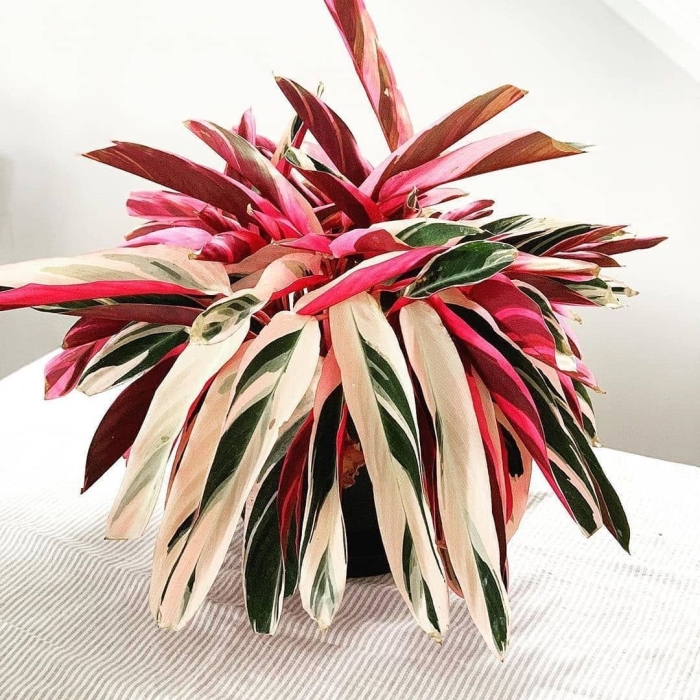 Строманта маранта