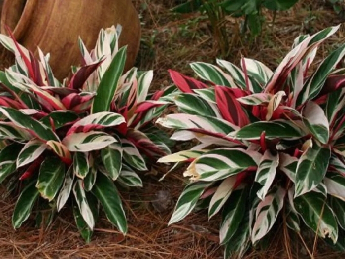 Маранта калатея строманта