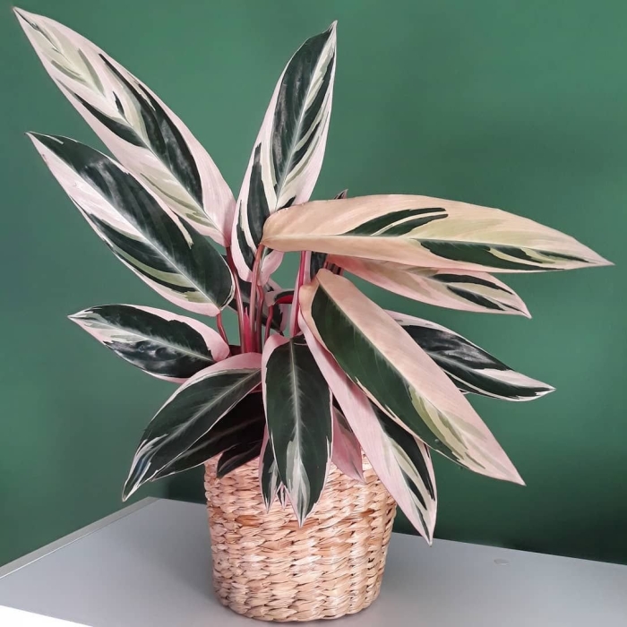 Строманта маранта