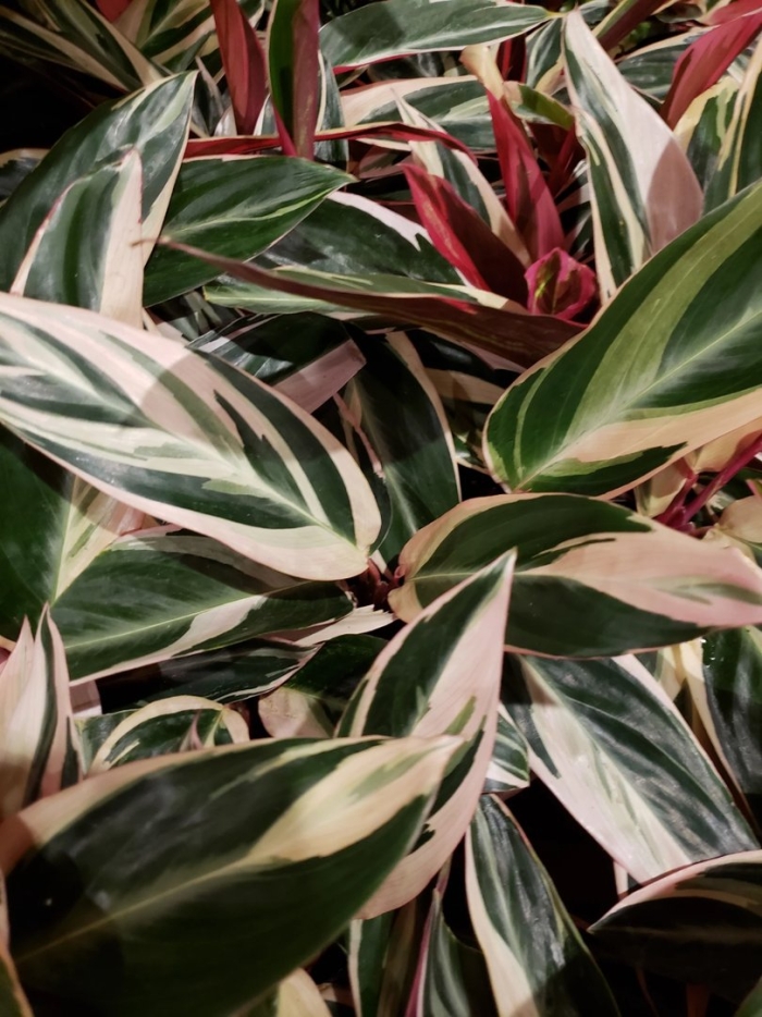 Строманта триостар