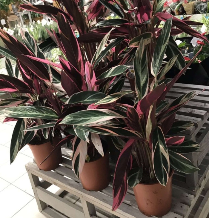 Строманта триостар