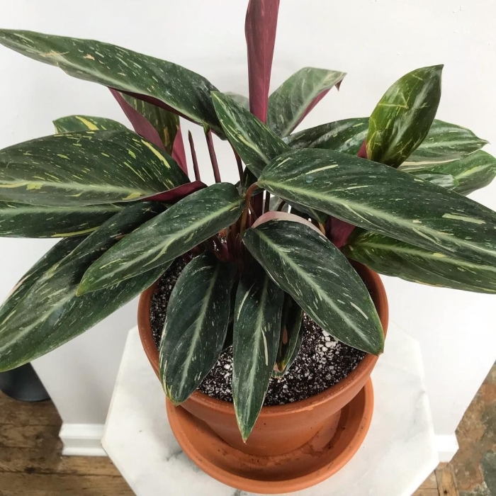 Строманта мэджик