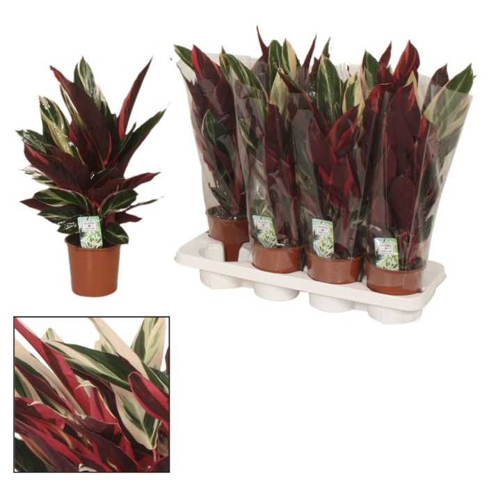 Калатея roseo surpstar