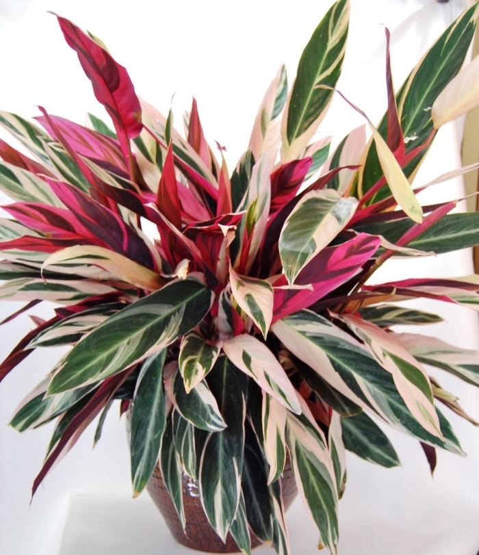 Цветок строманта