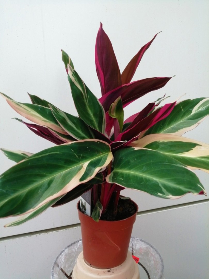 Калатея строманта