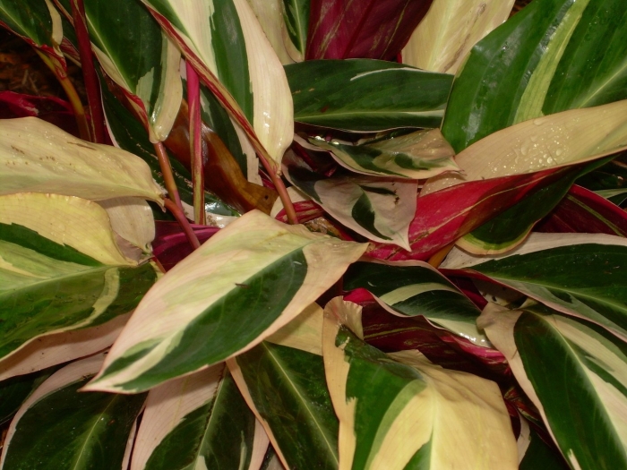 Строманта сангуна