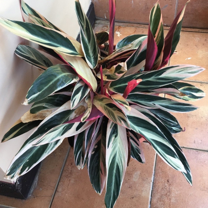 Калатея строманта