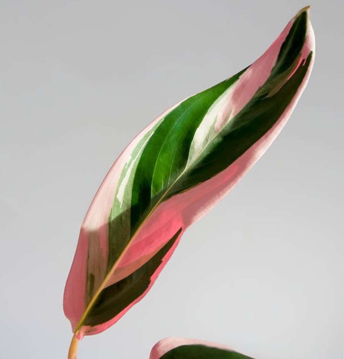 Строманта triostar