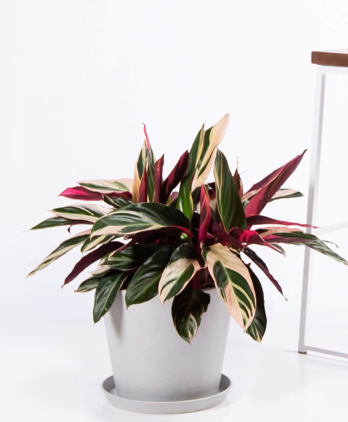 Комнатные цветы калатея