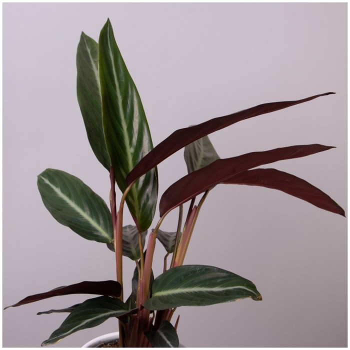 Калатея триостар