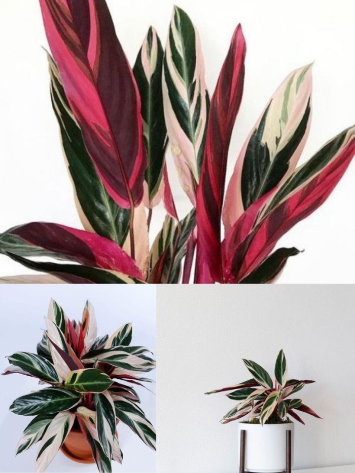 Строманта с розовыми листьями