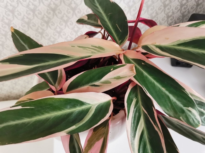 Строманта цветок комнатный