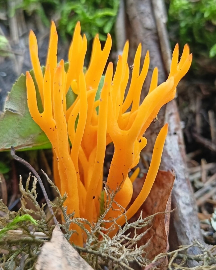 Калоцера клейкая оленьи рожки