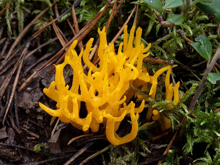 Калоцера клейкая calocera viscosa