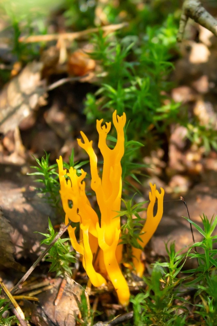 Калоцера роговидная