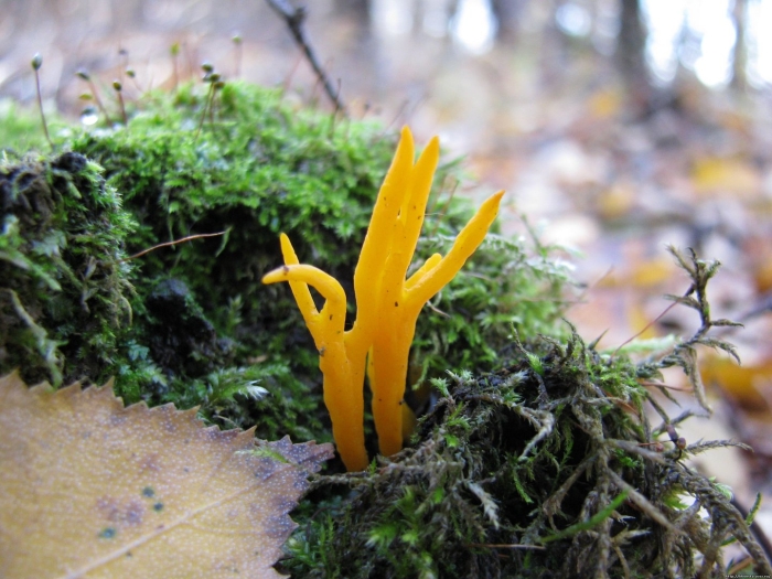 Калоцера клейкая calocera viscosa