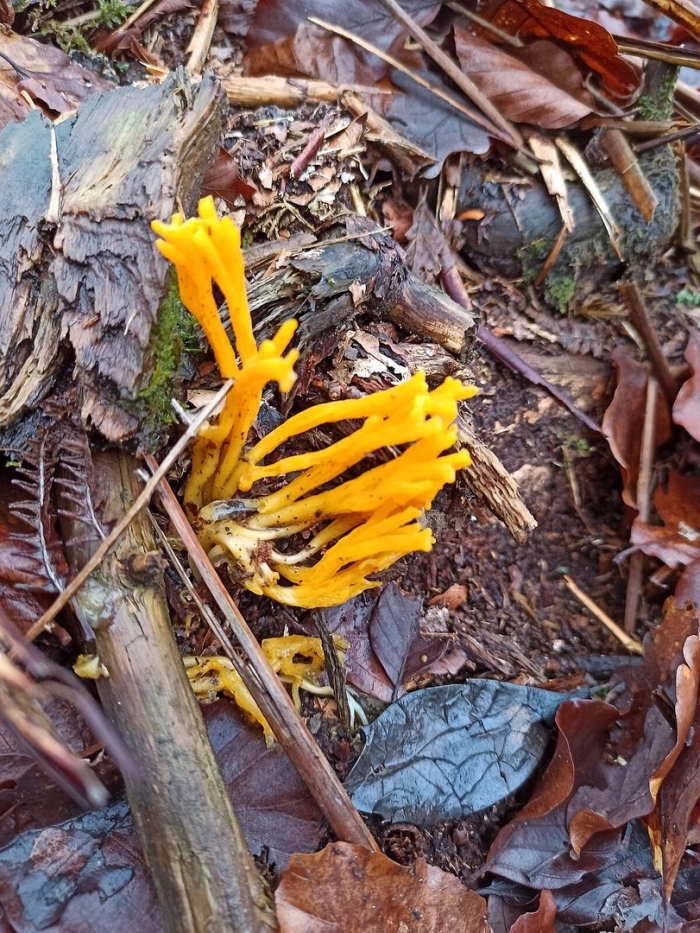 Calocera viscosa