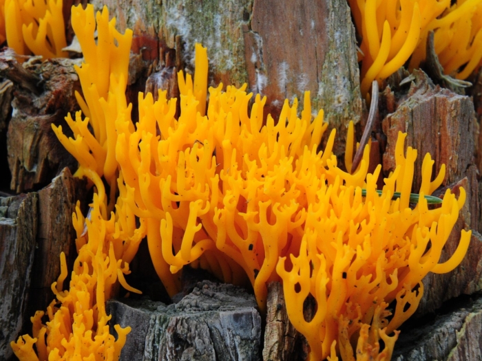 Калоцера клейкая