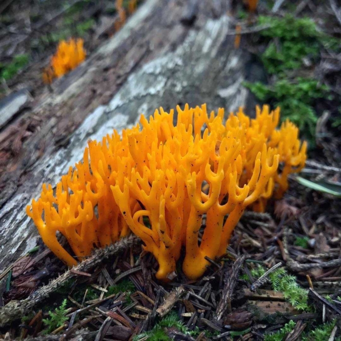 Рамария гриб