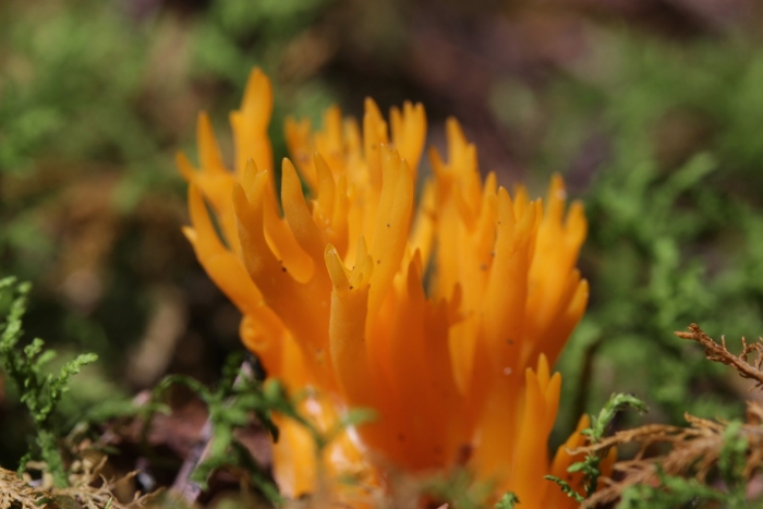 Клавария цоллингера