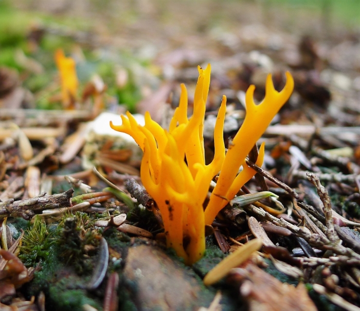 Гриб клавария бледно-бурая