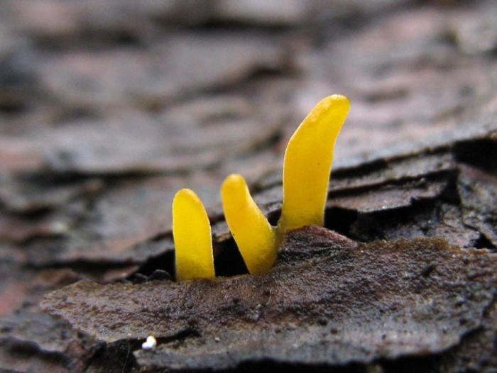 Clavulinopsis fusiformis