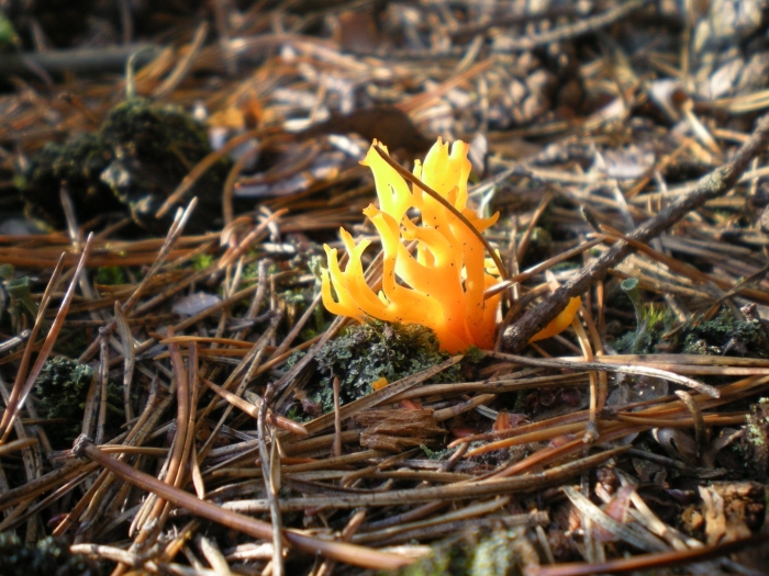 Оленьи рожки ramaria flava