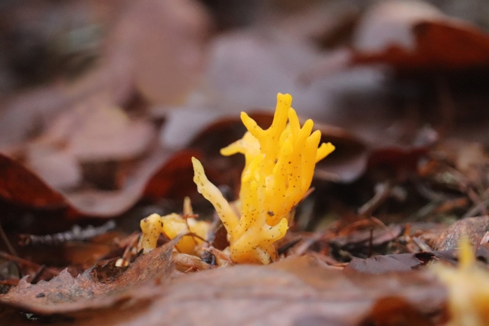 Calocera viscosa