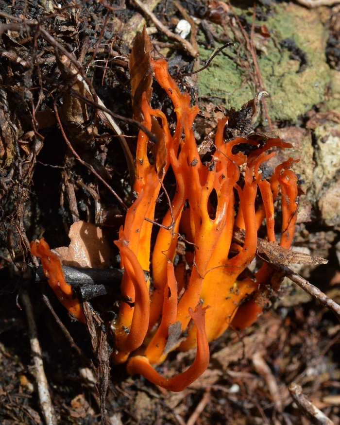 Calocera viscosa