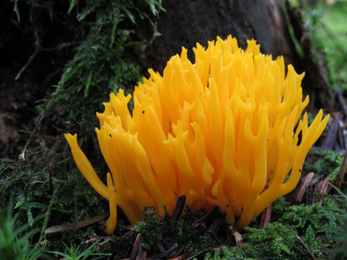 Гриб рогатик