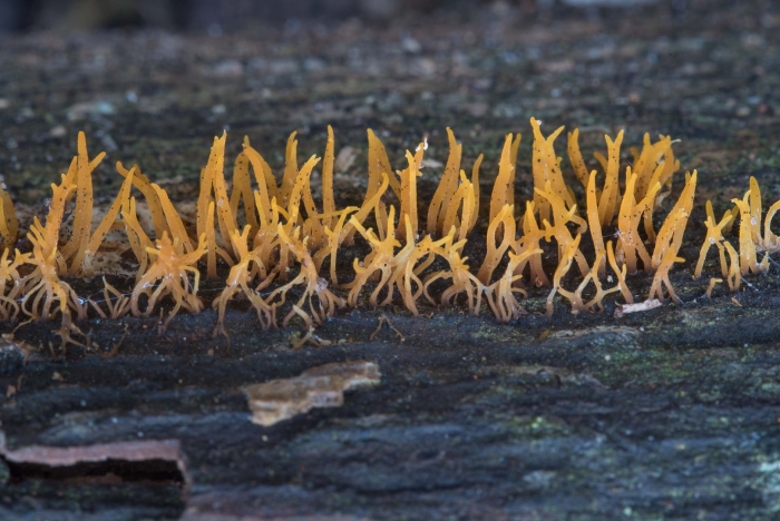Калоцера клейкая calocera viscosa