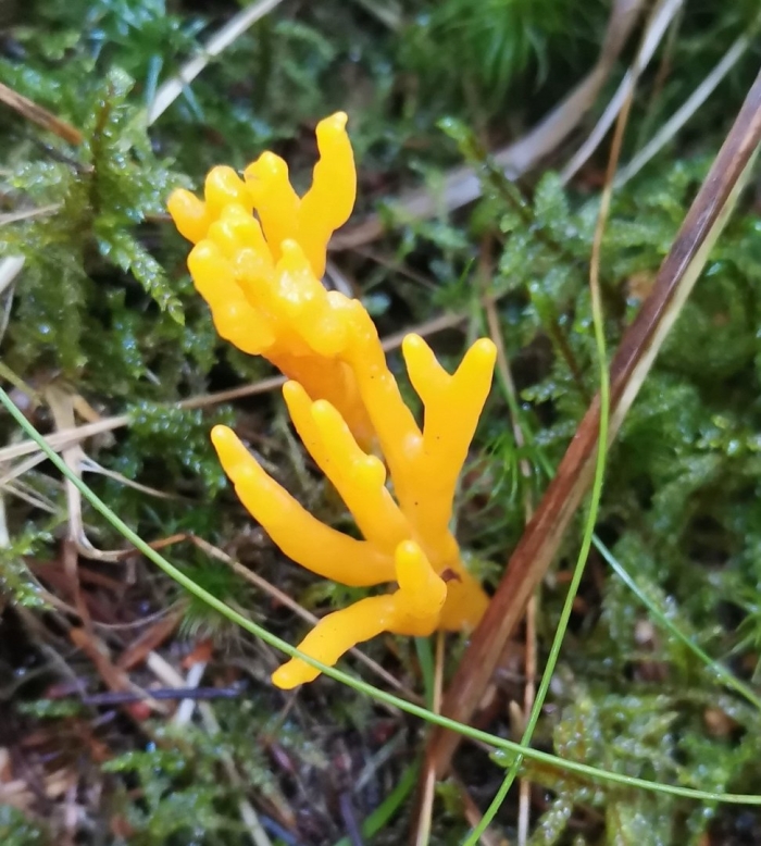 Гриб рогатик