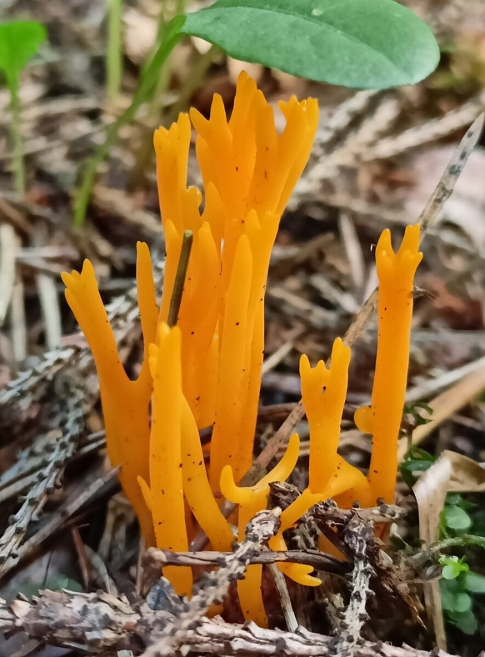 Калоцера клейкая