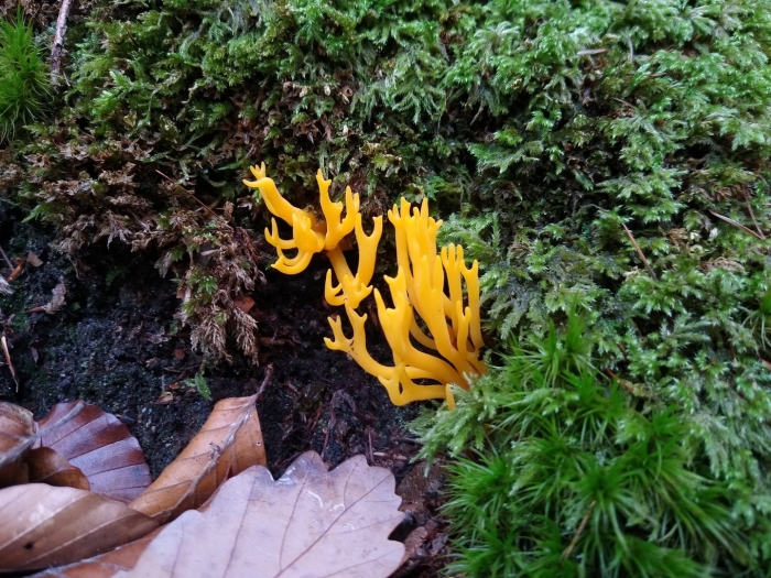 Калоцера клейкая calocera viscosa