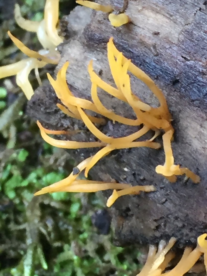 Калоцера клейкая calocera viscosa