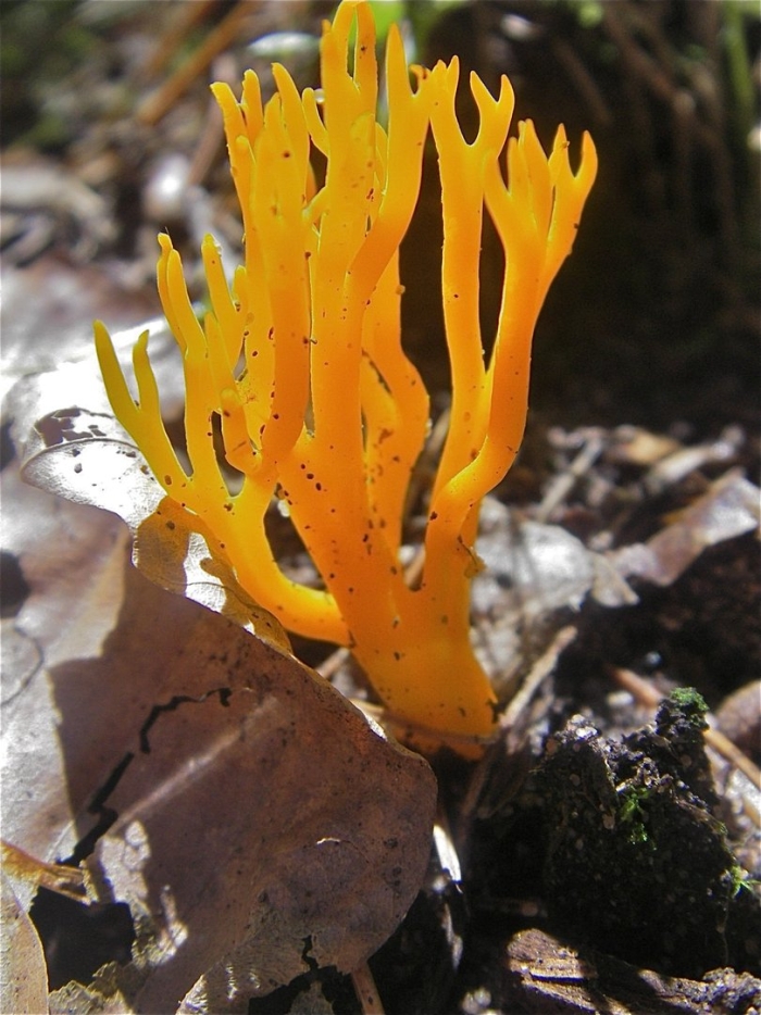 Калоцера клейкая calocera viscosa