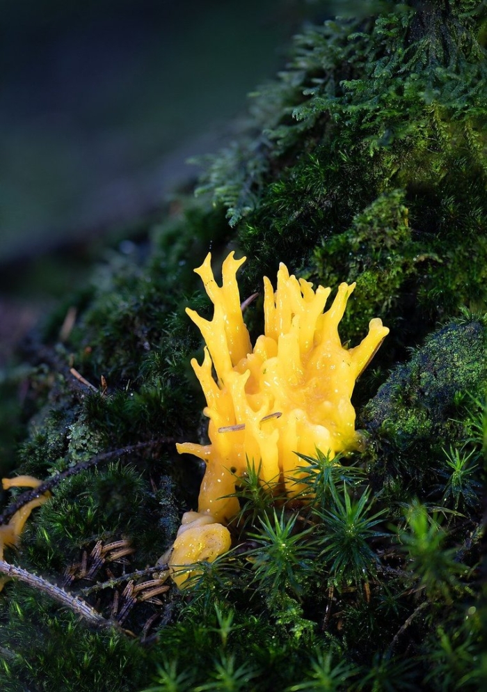 Калоцера гриб