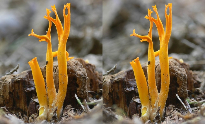 Калоцера клейкая