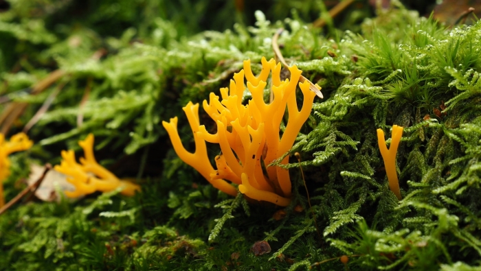 Calocera viscosa
