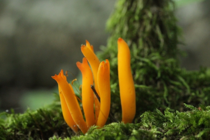 Clavulinopsis laeticolor