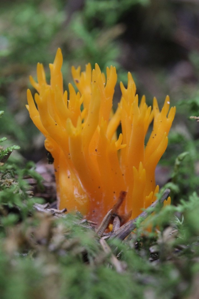 Calocera viscosa