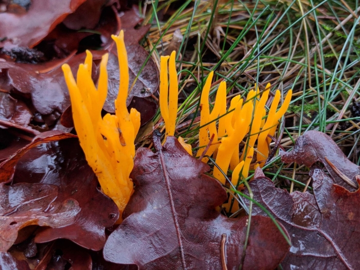 Калоцера клейкая calocera viscosa