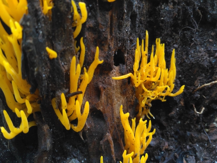 Калоцера клейкая calocera viscosa